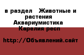  в раздел : Животные и растения » Аквариумистика . Карелия респ.